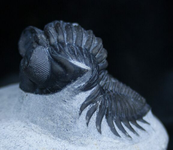 Arched Coltraneia Trilobite - Awesome Eyes #1598
